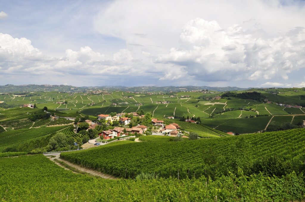 Wijngaarden in de heuvels van de Langhe in Piemonte