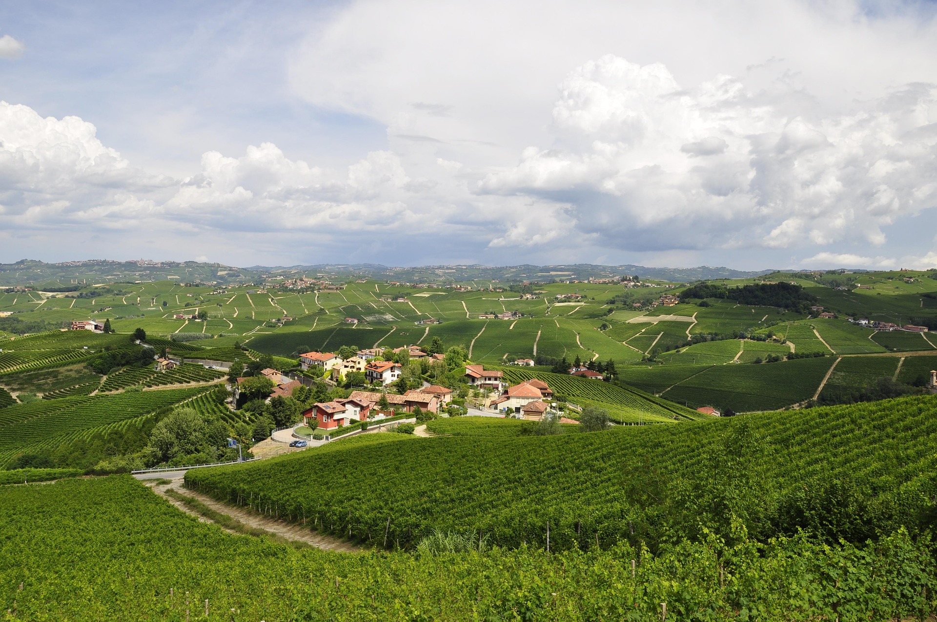 Wijngaarden in de heuvels van de Langhe in Piemonte